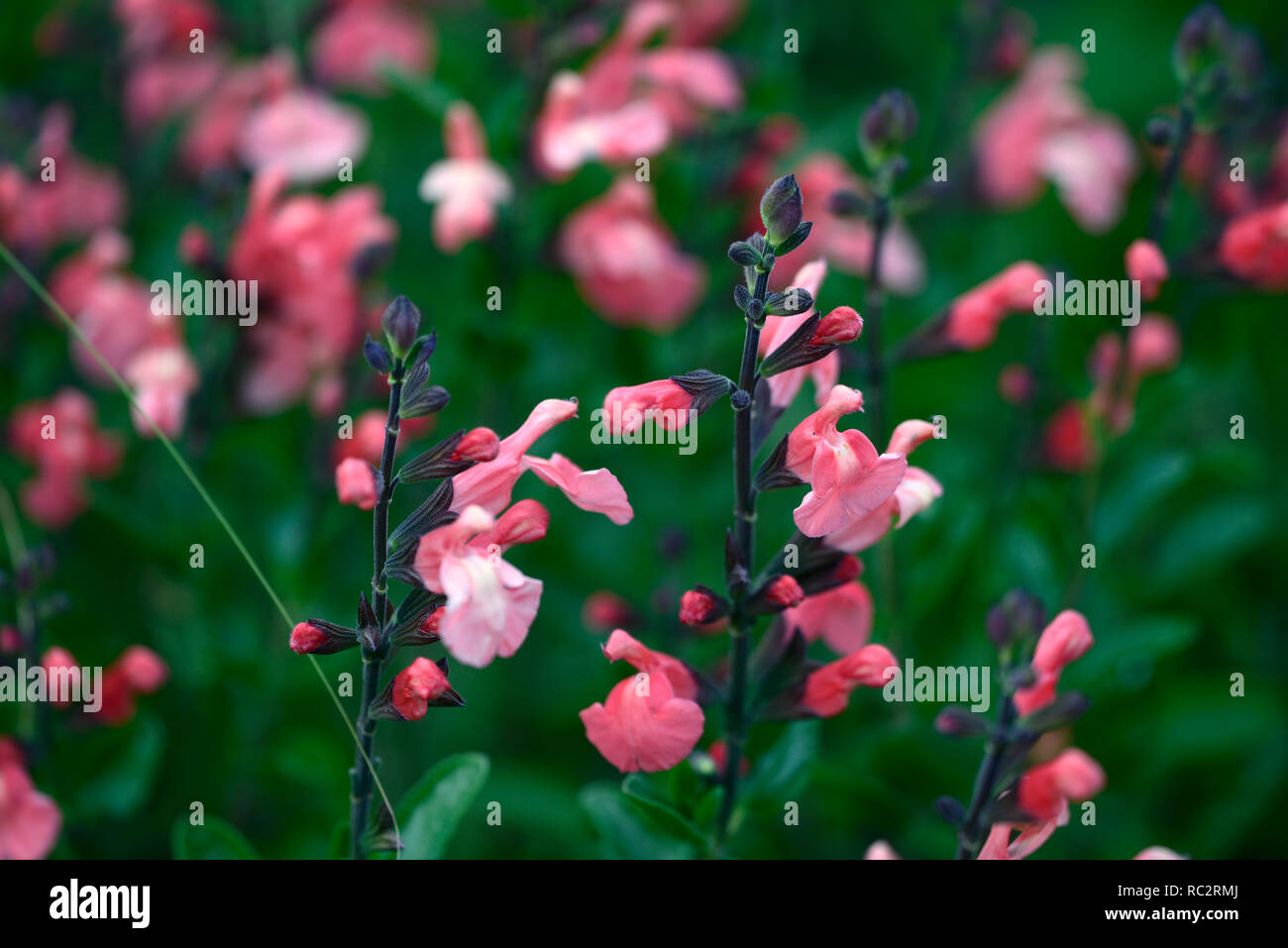 La salvia x jamensis El Durango,coral fiori,fioritura,perenne,blooming,RM Floral Foto Stock