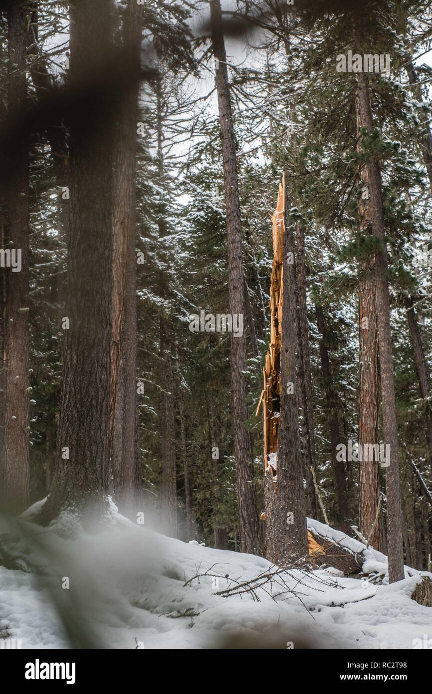 Rotture di ceppo di albero Foto Stock