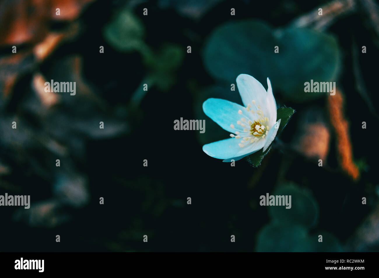 Close-up di un anemone bianca nemerosa fiore in un ombroso bosco Foto Stock