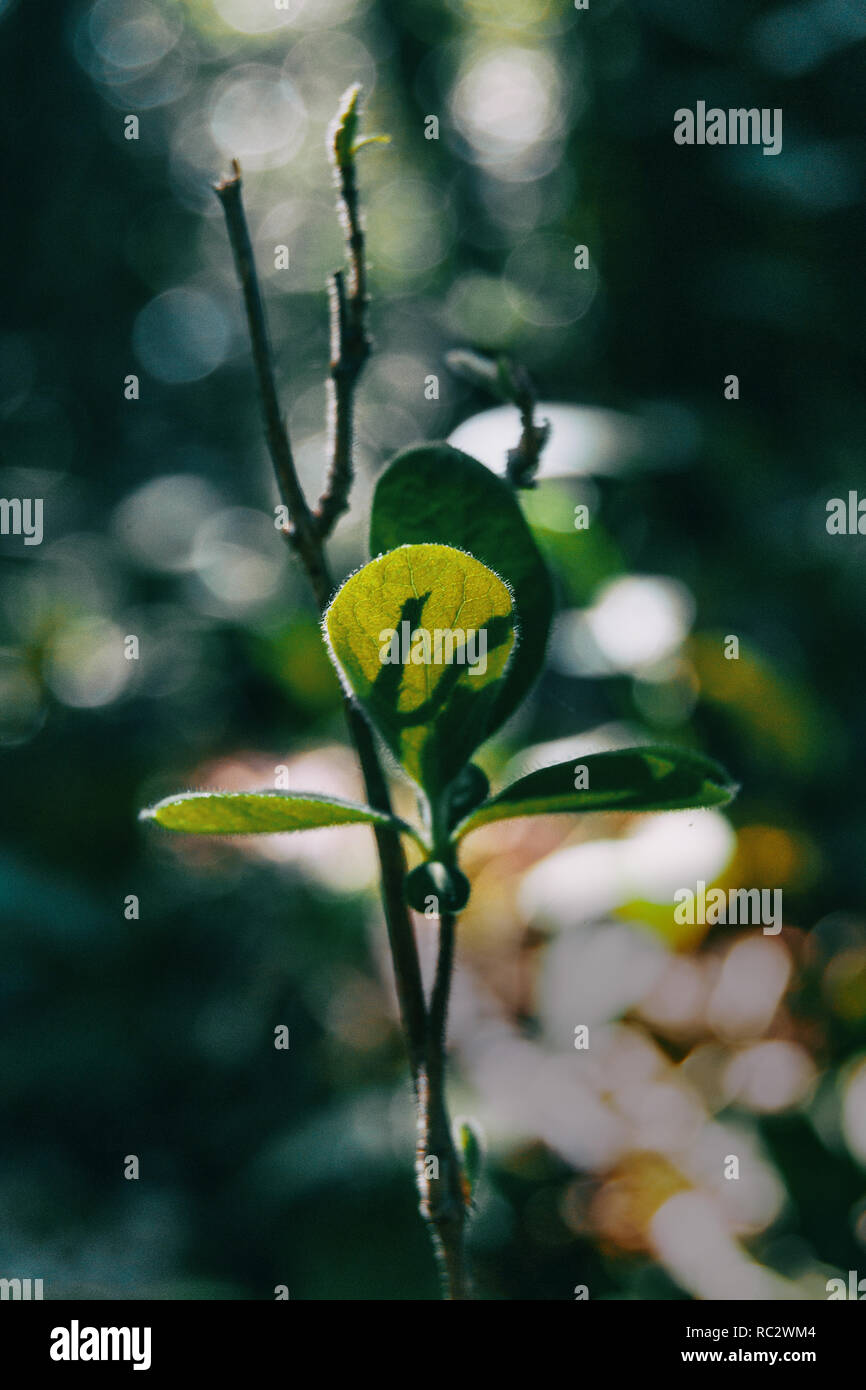 Close-up di tre piccole foglie verdi su un ramo su sfondo bokeh di fondo Foto Stock