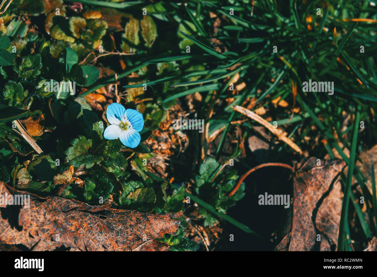 Close-up di un blu Veronica persica fiore in una foresta Foto Stock