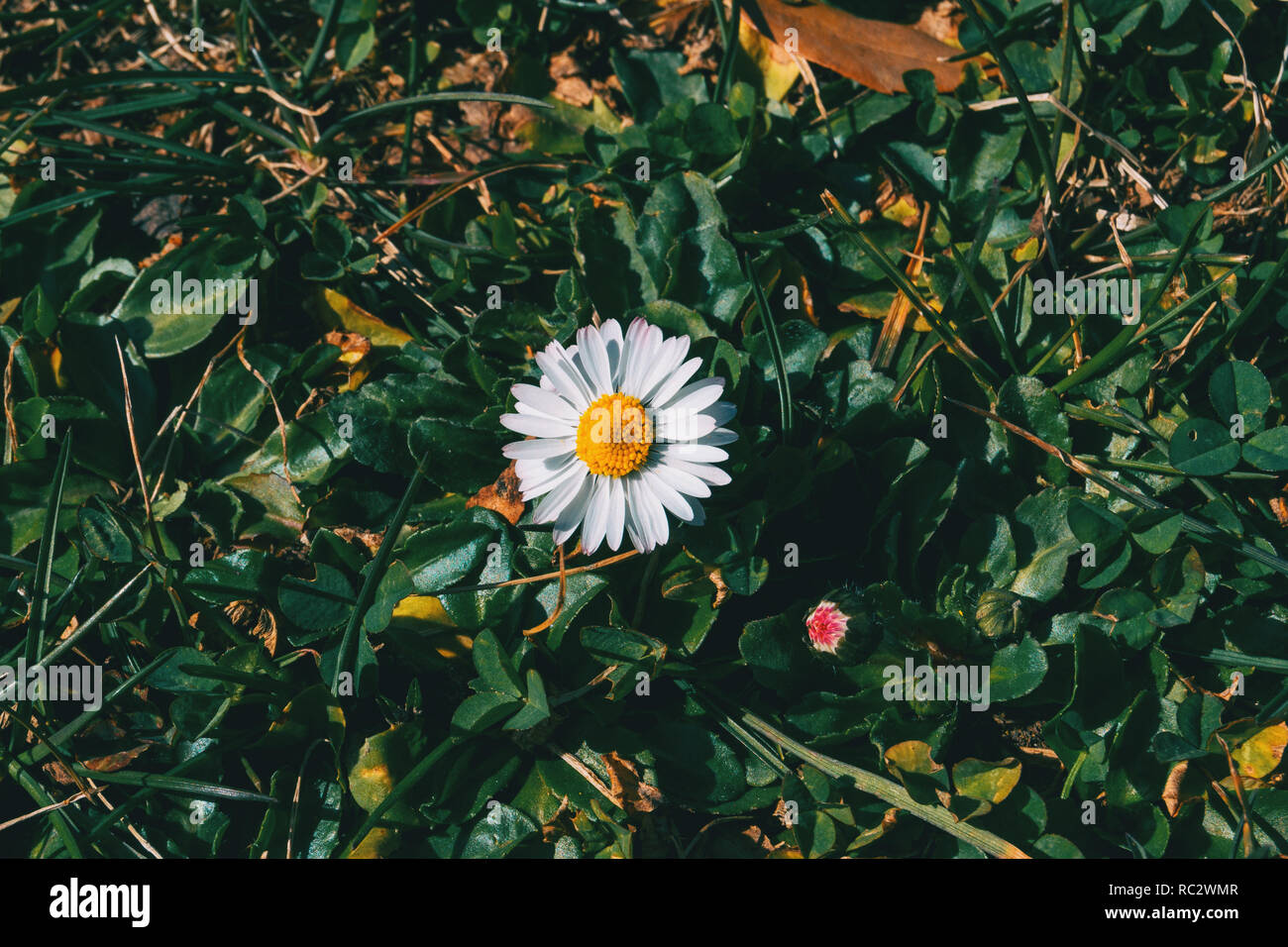 Close-up di un isolato di fiori a margherita nel selvaggio Foto Stock