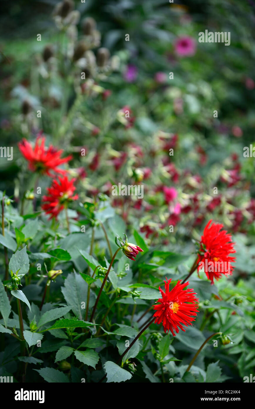 Dahlia Jules Dyson,rosso scarlatto fiori,giallo center,rosso vivace,dalie,semi-cactus,perenne tubero,RM Floral Foto Stock