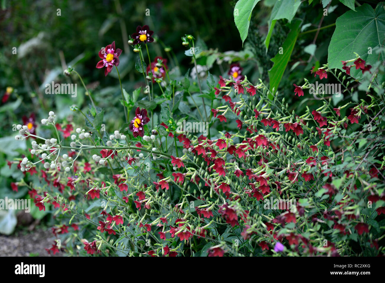 Eryngium agavifolium,Dahlia notte Butterfly,Nicotiana alata profumo rosso,rosso scarlatto fiori,rosso bordeaux fiori,Garden cottage,fioritura,RM Floral Foto Stock