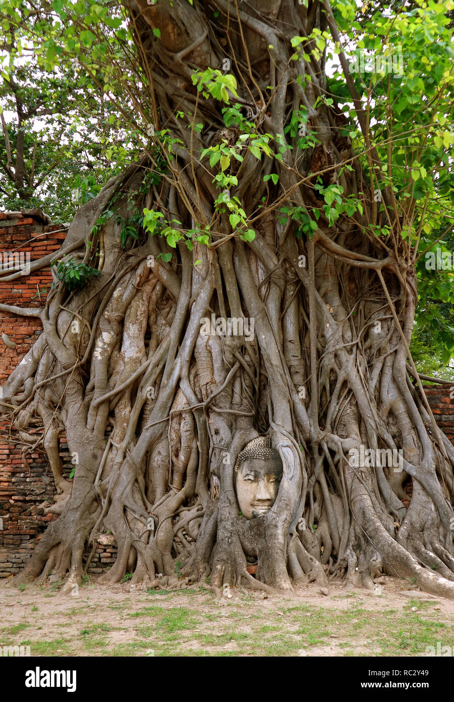 Bodhi tree immagini e fotografie stock ad alta risoluzione - Alamy