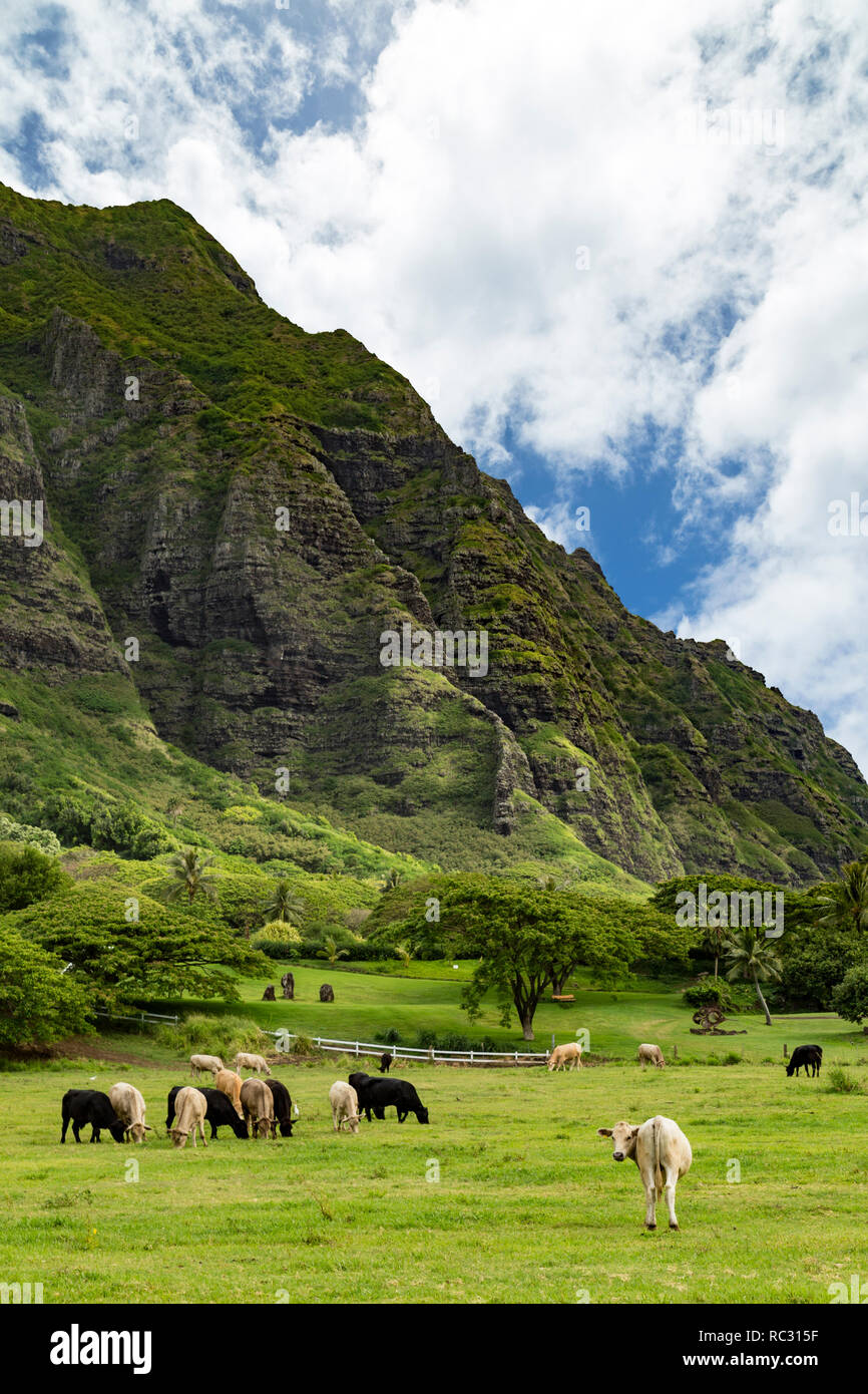 Felice mucca trasforma la fotocamera su un organico di ranch sull'isola hawaiana di Oahu Foto Stock