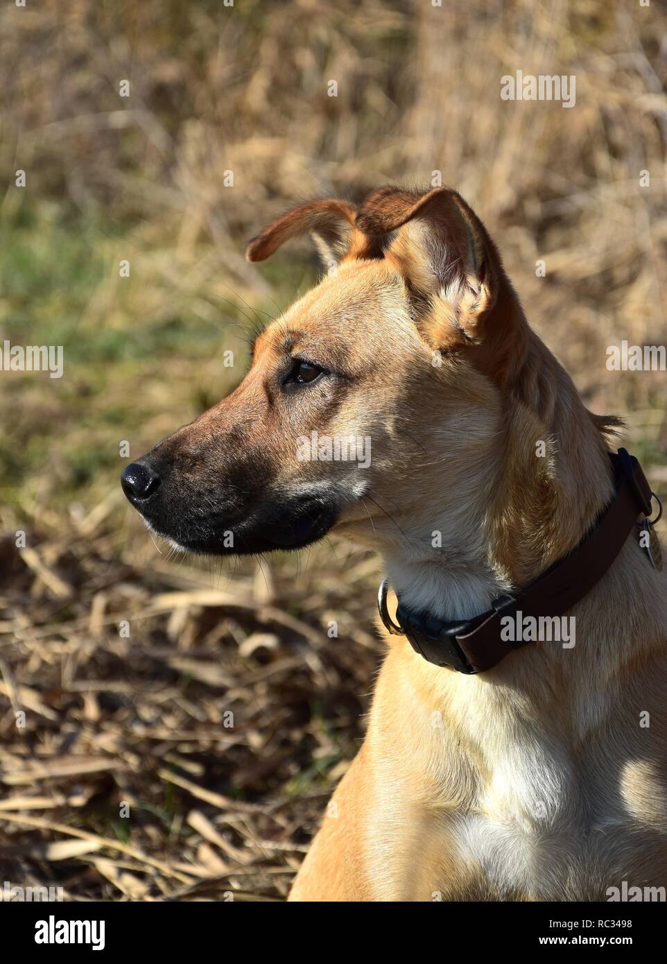 Ritratto di un simpatico brown mixed-razza cane. Simile Autunno colori in background. Foto Stock