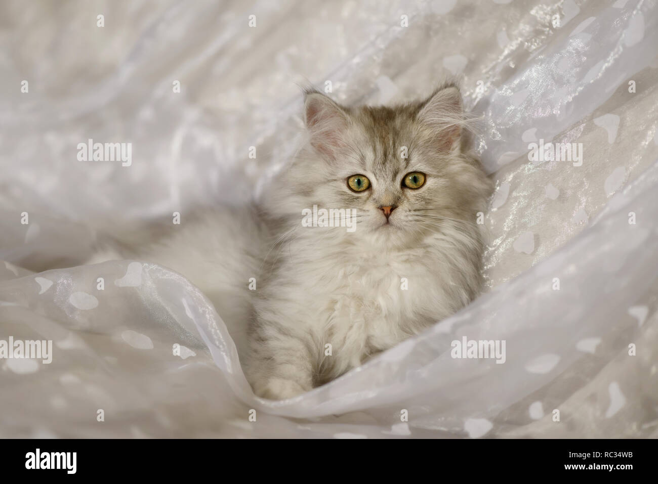 Carino Young British Longhair Cat kitten, nero-argento-Spotted Tabby-, 15 settimane di età, giacente su una coltre bianca e guardando curiosamente Foto Stock