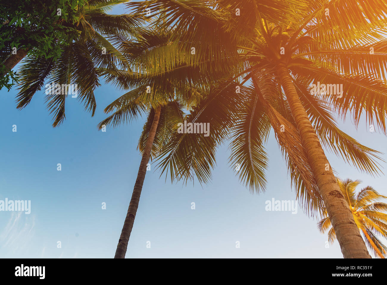 Coconut Palm tree a costa tropicale in island beach con tono vintage. Foto Stock