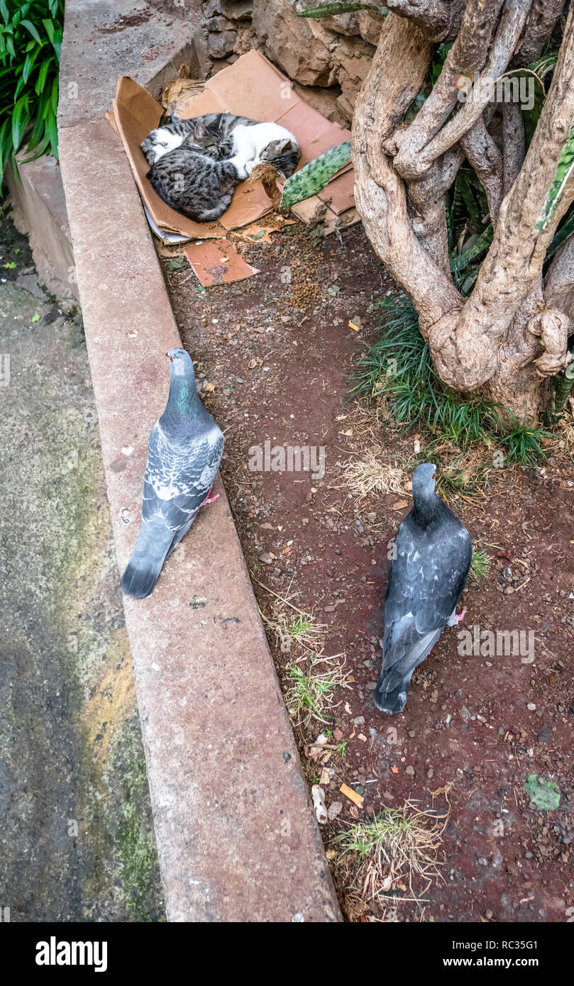 Due piccioni a piedi verso due gatti a pelo. Foto Stock