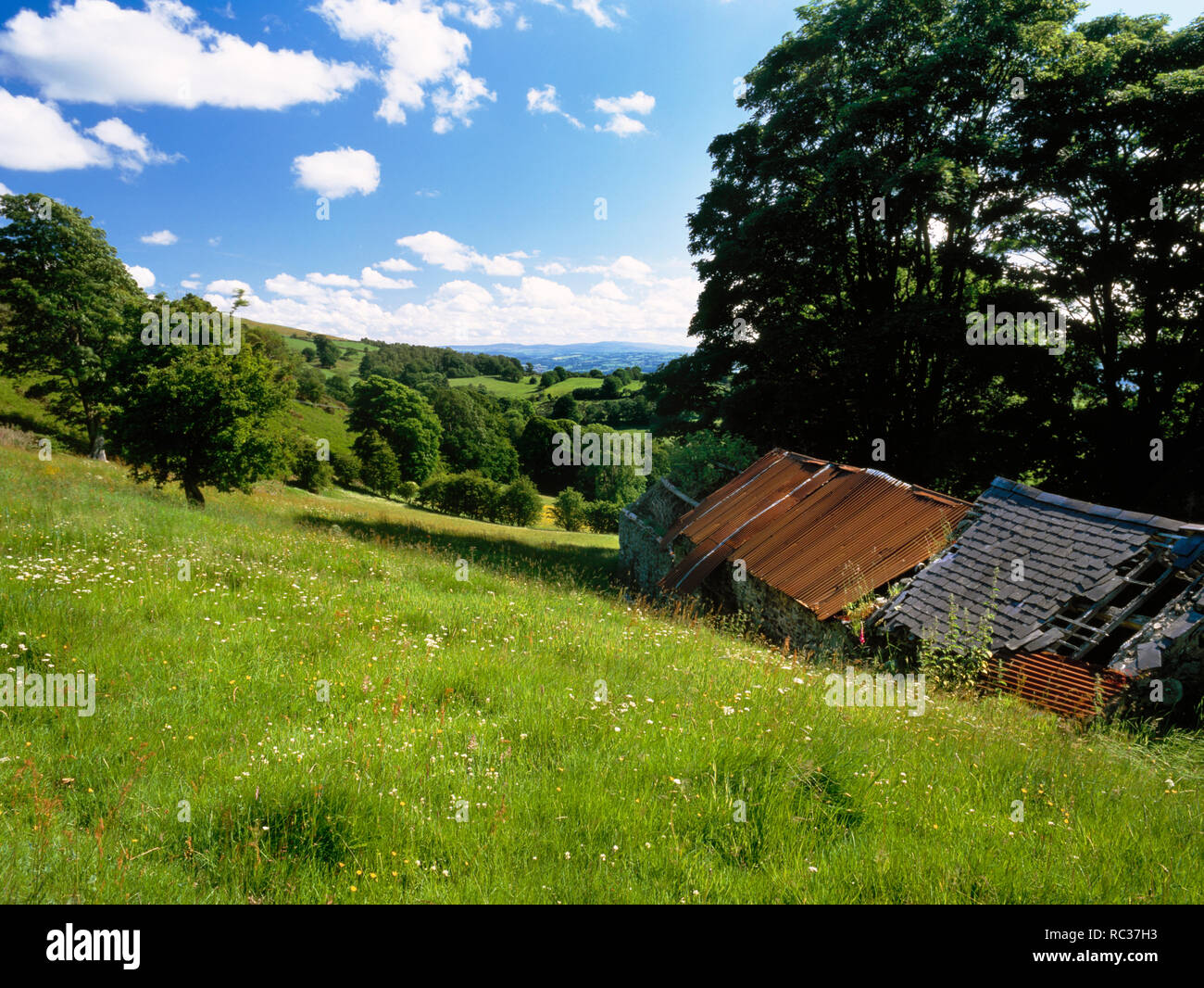 Abbandonato edifici agricoli e prato fiorito nel Clwydian Hills da Offa's Dyke Path. Aifft, Bodfari, Denbighshire, il Galles del Nord. Foto Stock