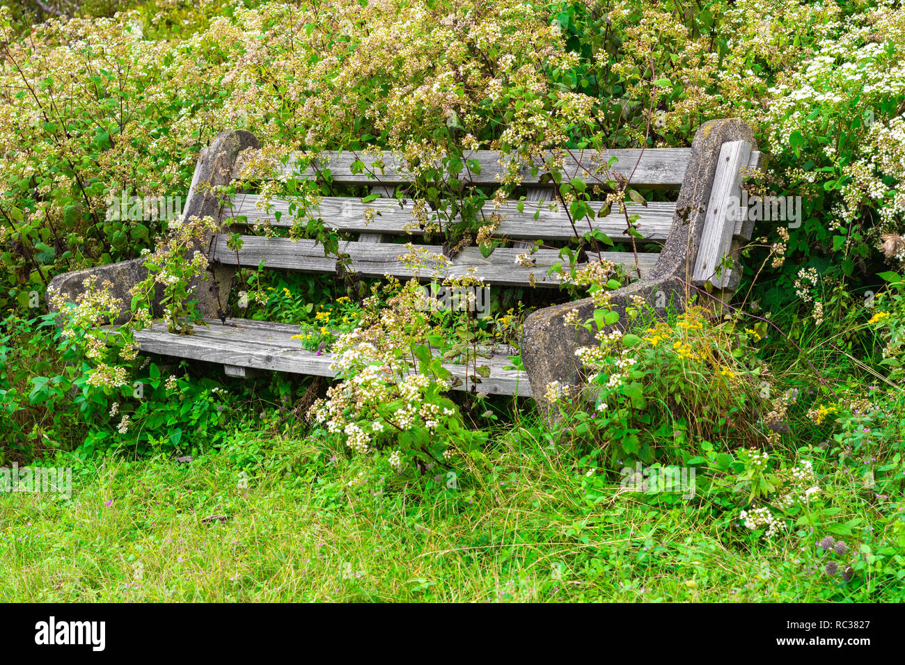 Panca di legno ricoperta con piante verdi in giardino con nessuno. Foto Stock