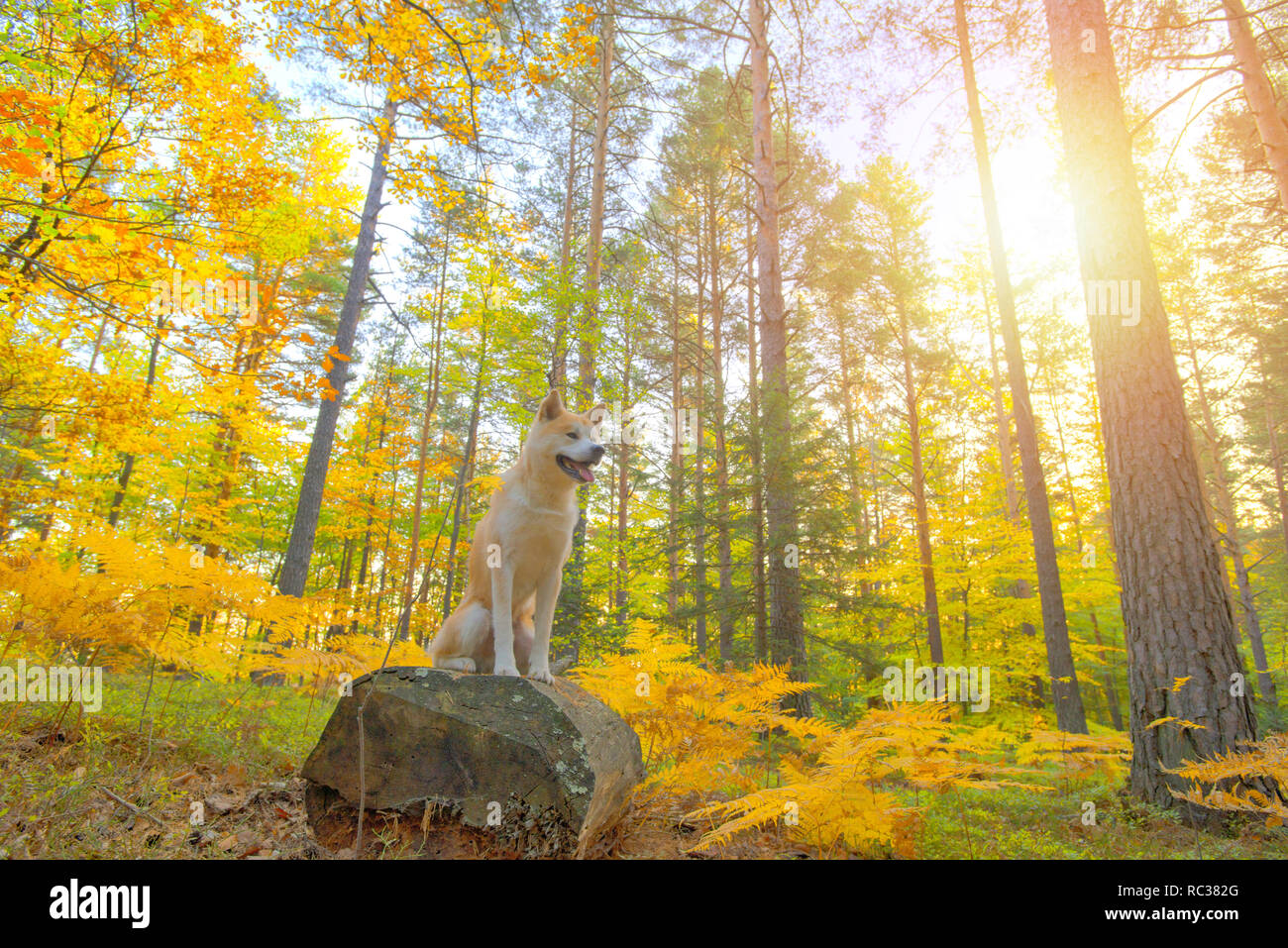 Divertenti cane giapponese Akita Inu cucciolo nella foresta di autunno Foto Stock