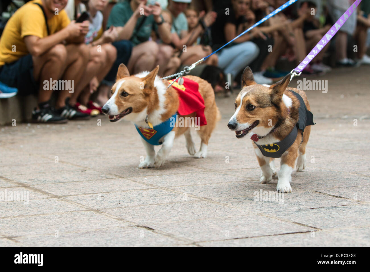 Due cani di corgi, uno che indossa un costume di Superman, l'altra un  costume di Batman, a piedi a Doggy con un cane di costume contest su agosto  18, 2018 in Atlanta