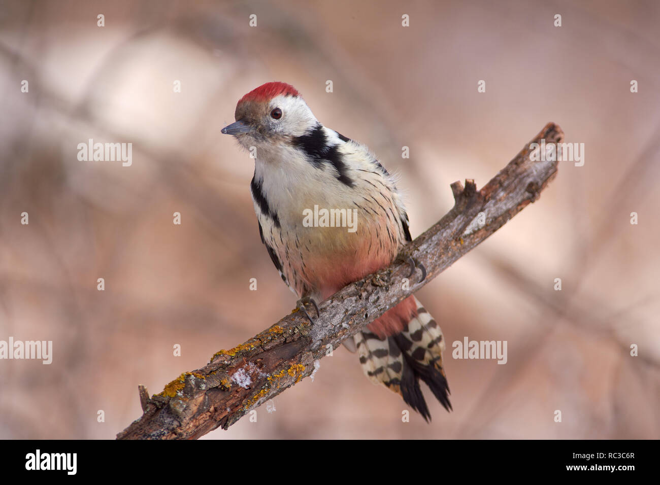 Medio macchie Picchio (Dendrocoptes medius) si siede su un ramo coperti con un lichene e neve il primo giorno d'inverno. Foto Stock