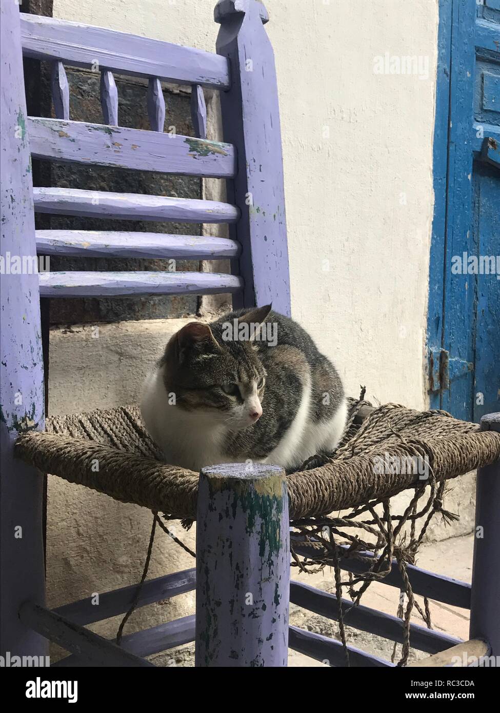Gatto seduto su una vecchia sedia in Marocco Foto Stock