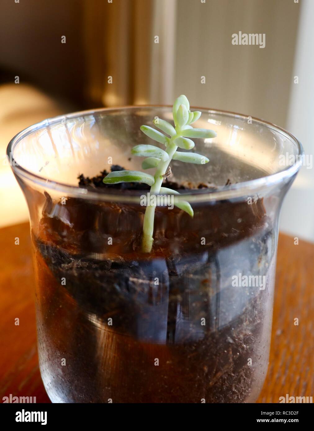 nuovo impianto Foto Stock