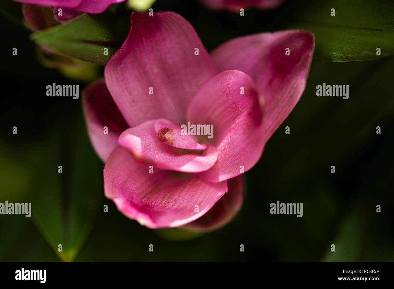 Curcuma alismatifolia in varietà Siam Offerte. Noto anche come Siam o estate tulip, è originaria del sud-est asiatico. Foto Stock