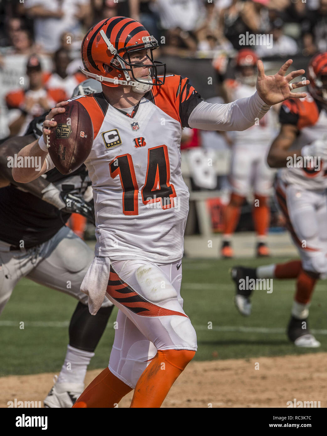 Oakland, la California, Stati Uniti d'America. Xiii Sep, 2015. Cincinnati Bengals quarterback Andy Dalton (14) passa il pallone di Domenica, 13 settembre 2015, a O.co Coliseum a Oakland, in California. Il Bengals sconfitti i raider 33-13. Credito: Al di Golub/ZUMA filo/Alamy Live News Foto Stock