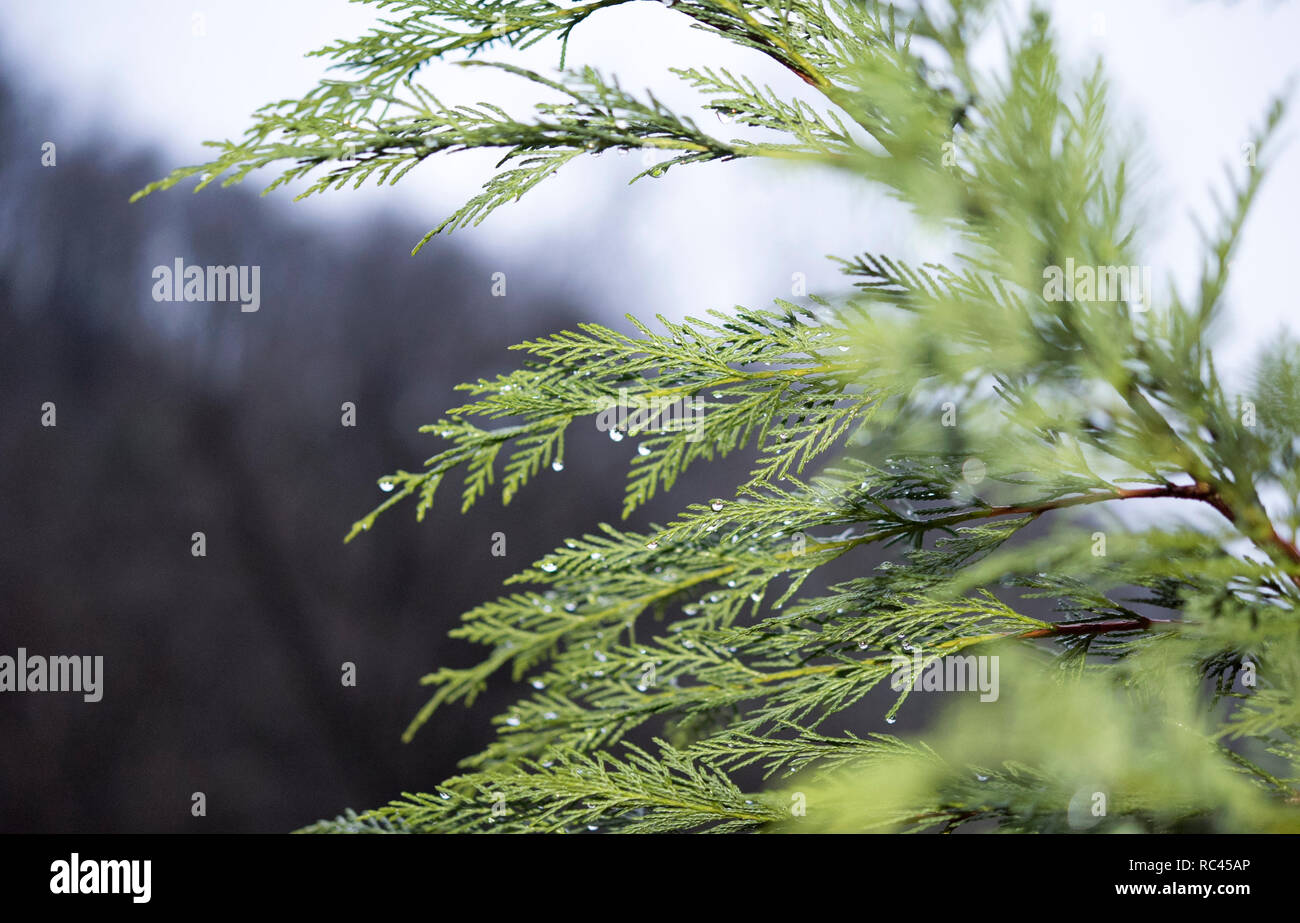 Gocce di pioggia su pino brunch Foto Stock