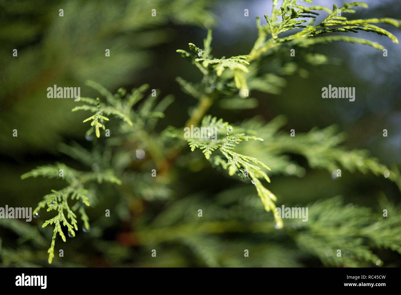 Gocce di pioggia su pino brunch Foto Stock