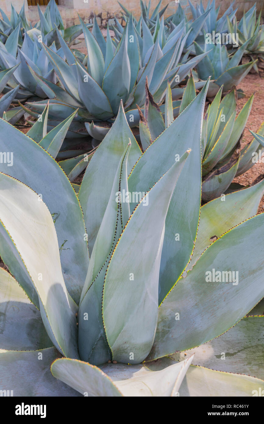 Agave Cactus, isolato Foto Stock
