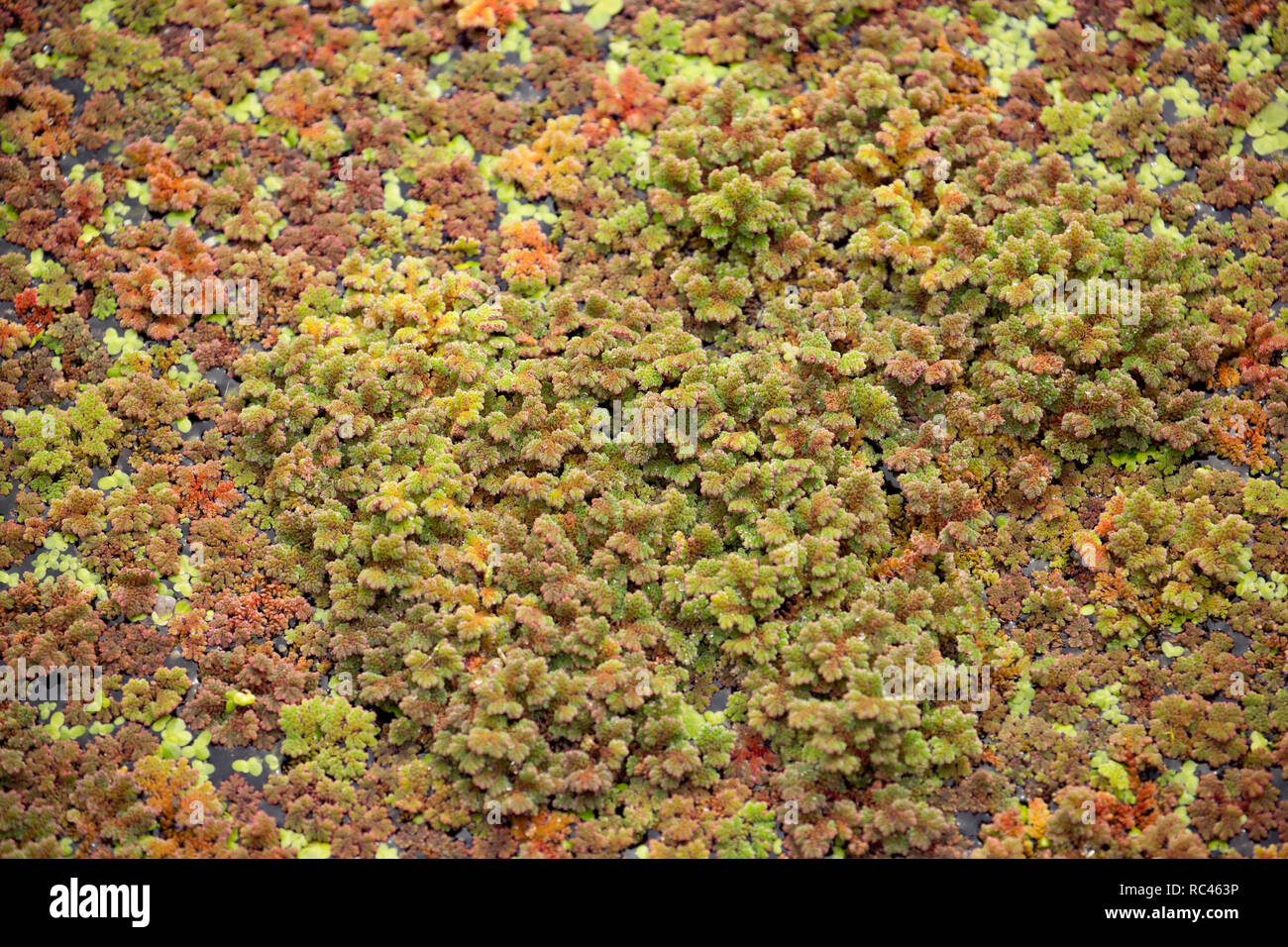Innaffi felce, talvolta chiamato Mosquito felce, Azolla filiculoides, crescente sul canale di Lancaster in agosto nei pressi di Farleton cadde, Cumbria. La felce è un n Foto Stock