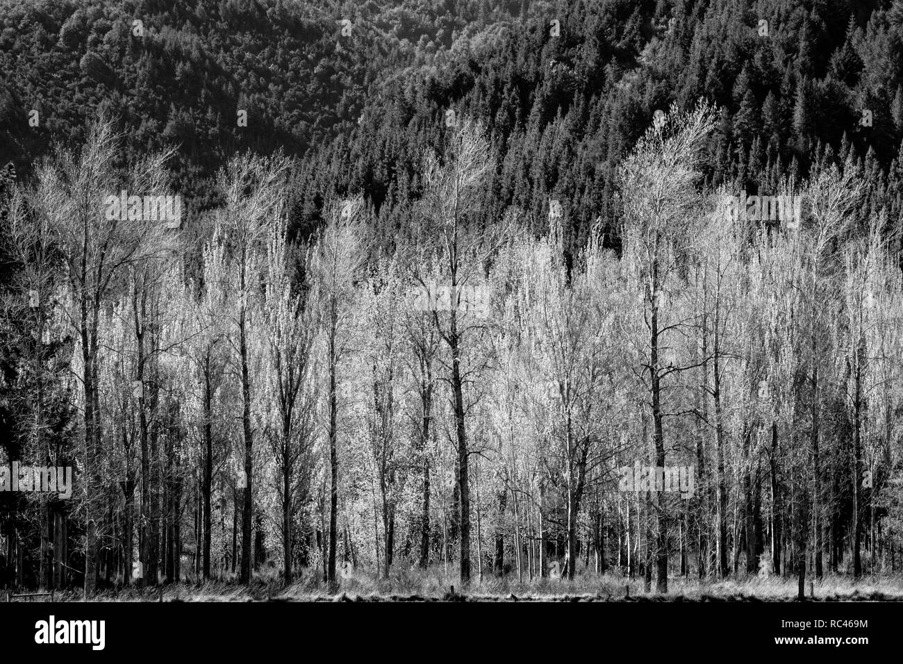 Spia luminosa di fogliame deciduo alberi esotici in Nuova Zelanda la molla con la più profonda varietà sempreverdi dietro in bianco e nero. Foto Stock