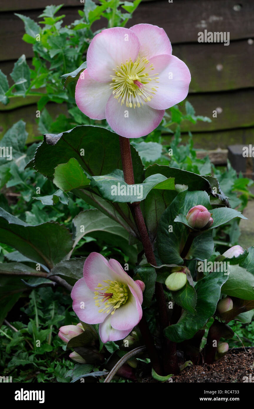 Helleborus Cheryls brillare contro uno sfondo di recinzione Foto Stock