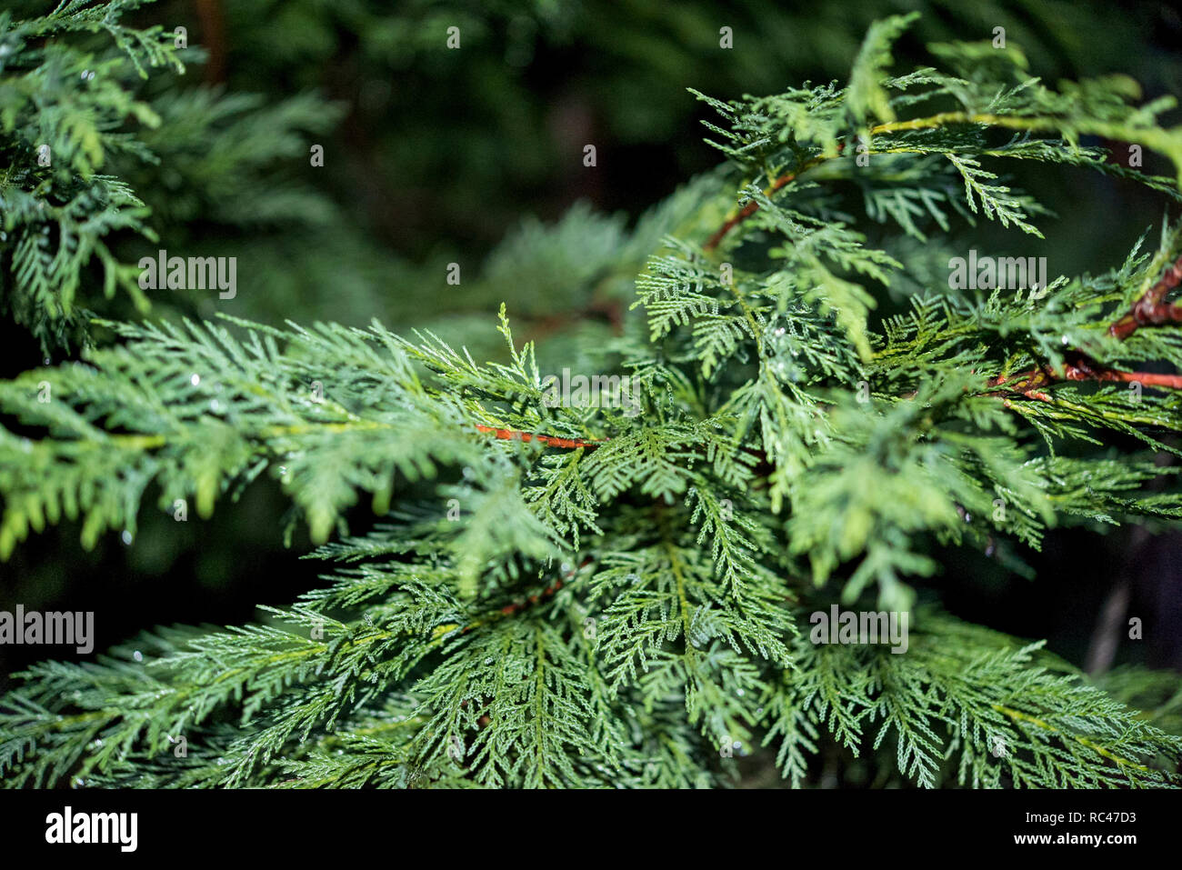 Gocce di pioggia su pino brunch Foto Stock