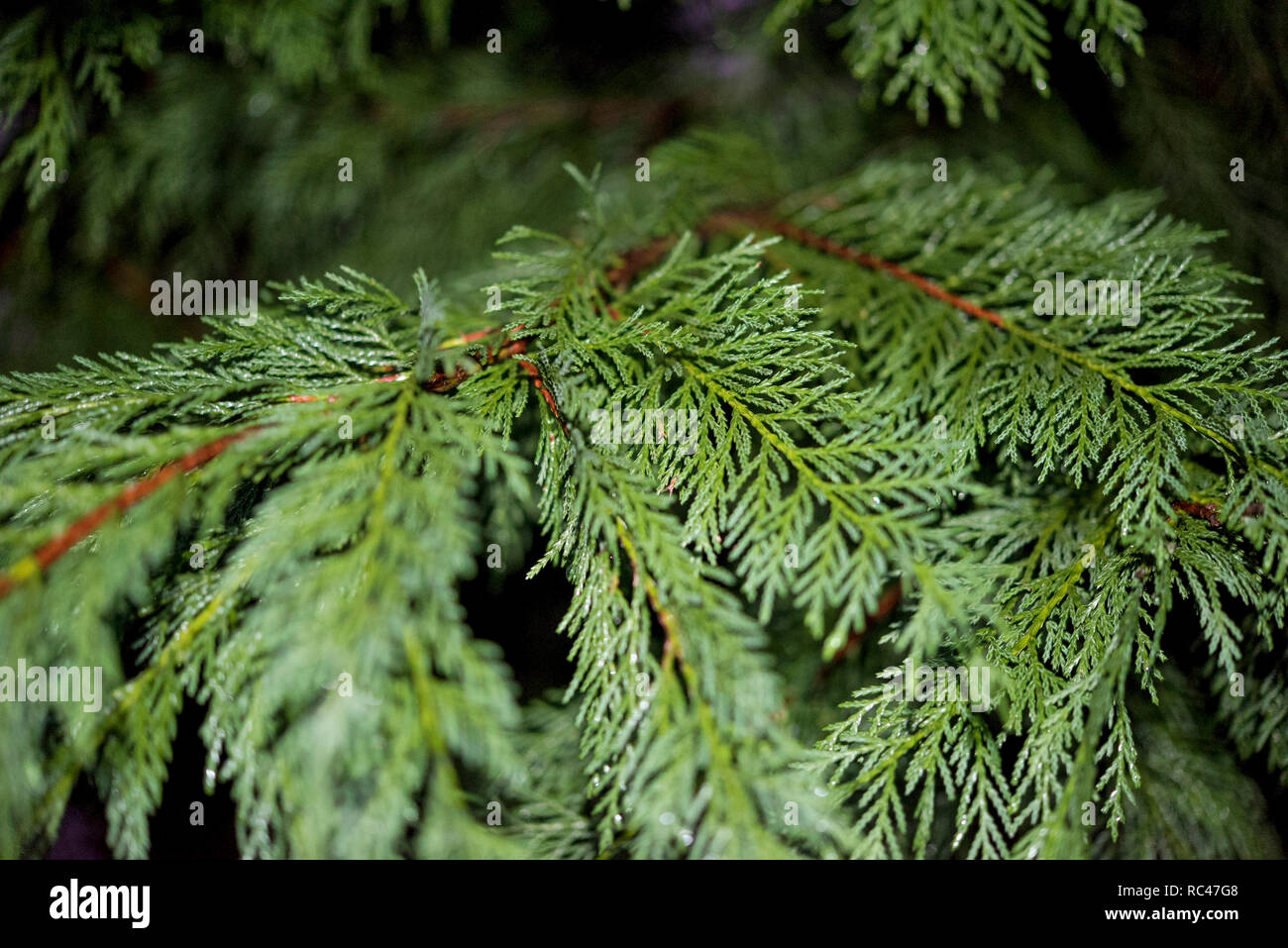 Gocce di pioggia su pino brunch Foto Stock
