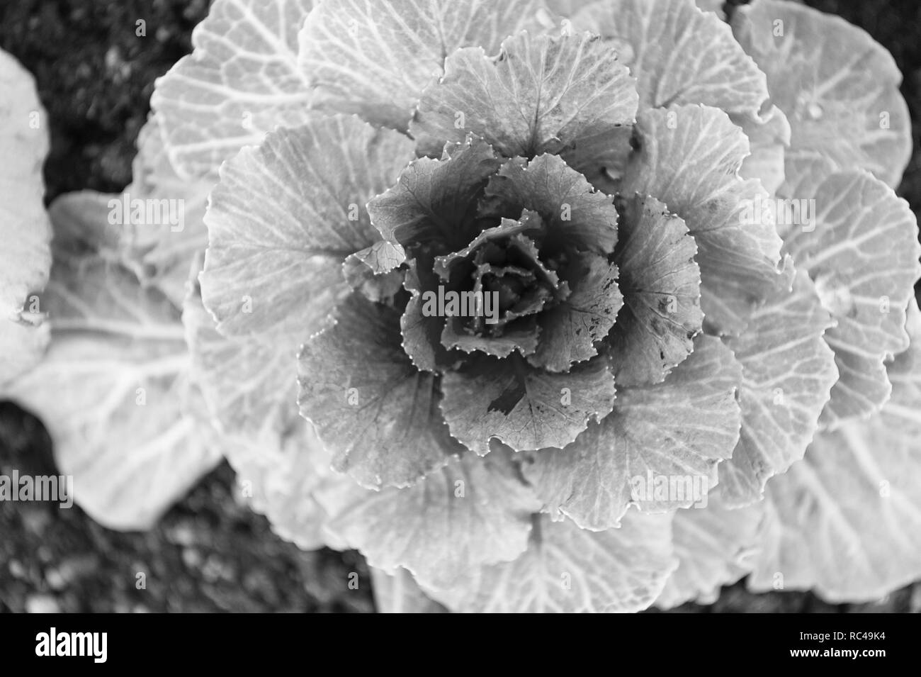 Cavolo decorativo con foglie di violetta vista dall'alto. Pianta di cavolo fioritura esterna. Giardino prodotto decorativo. Fioritura di cavolo come fiore. Ornamentali piante di cavolo close up. Bella raccolta di cavolo. Foto Stock