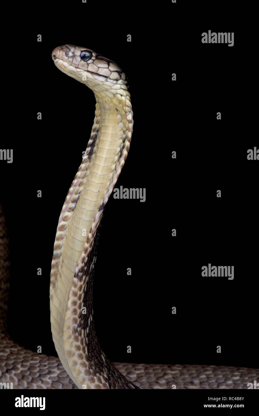 Mindanao re cobra (Ophiophagus hannah) Foto Stock