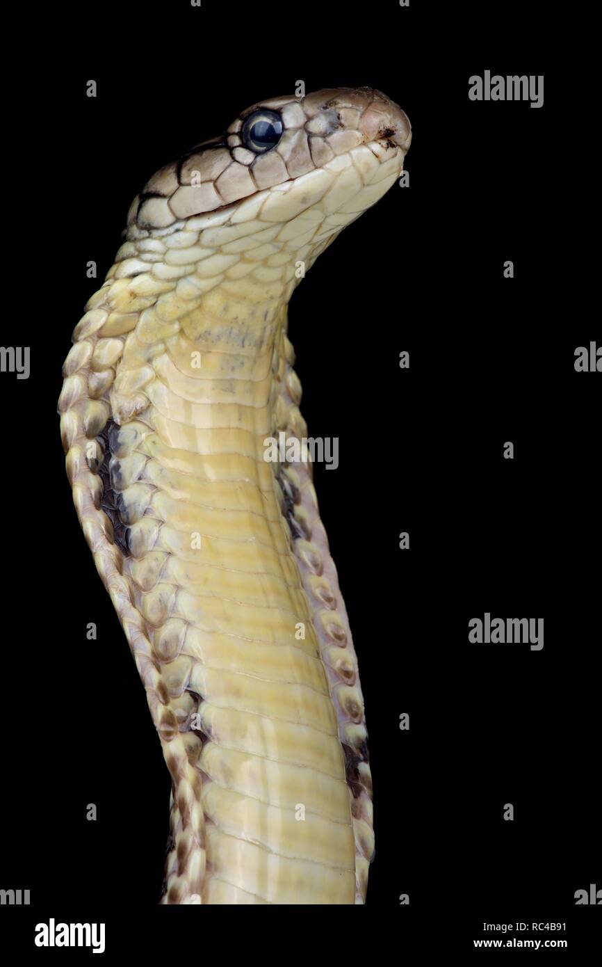 Mindanao re cobra (Ophiophagus hannah) Foto Stock