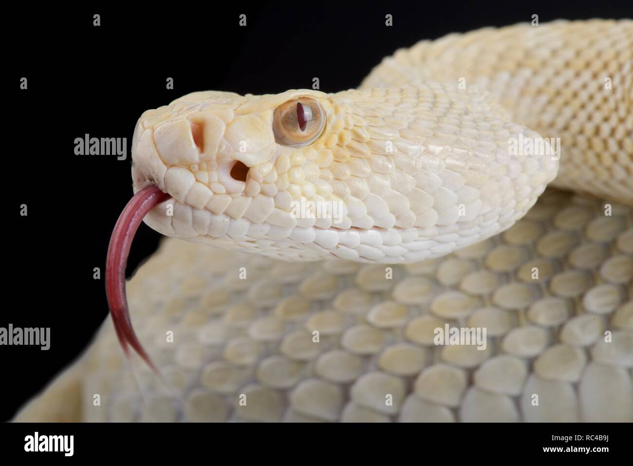 Western diamondback rattlesnake (Crotalus atrox) albino Foto Stock