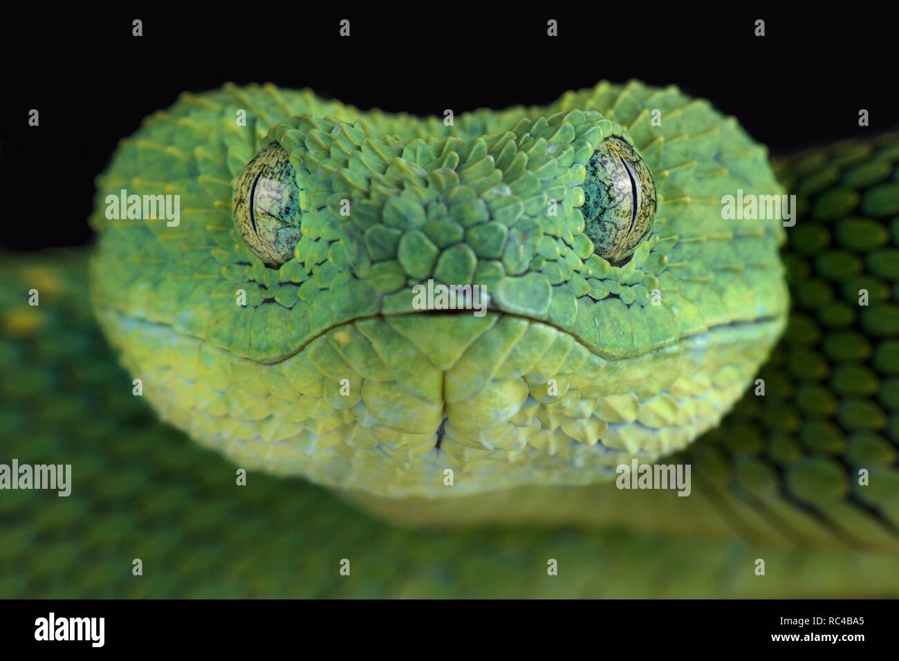 West African bush viper (Atheris chlorechis) Foto Stock