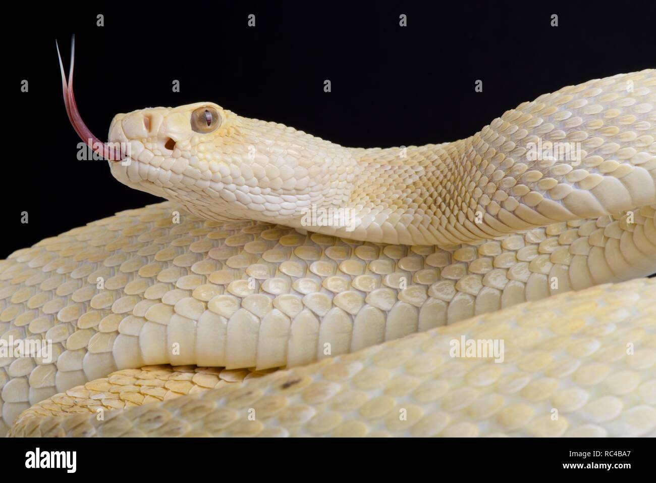 Western diamondback rattlesnake (Crotalus atrox) albino Foto Stock