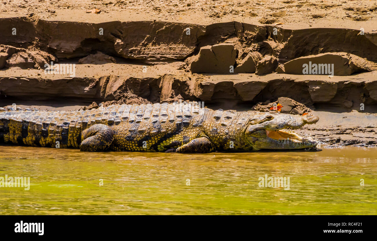 Crocodile crogiolarsi sulla sponda del fiume con una farfalla sulla sua bocca, fiume Usumacinta, Chiapas, Messico Foto Stock