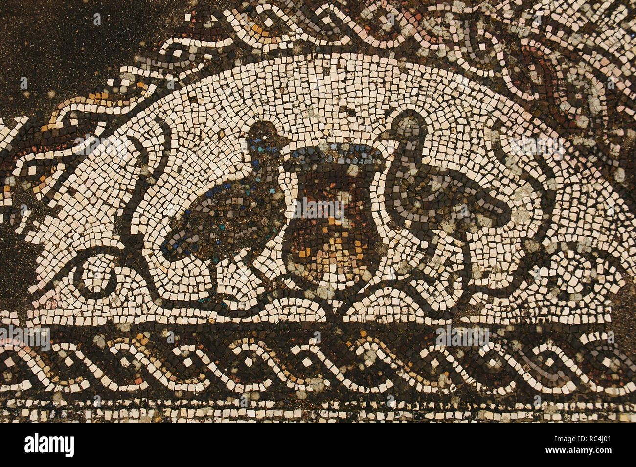 Villa romana di Pisoes. Pavimento a mosaico raffiguranti motivi naturalistici. Gli uccelli. Il Portogallo. L'Alentejo. Beja. Foto Stock