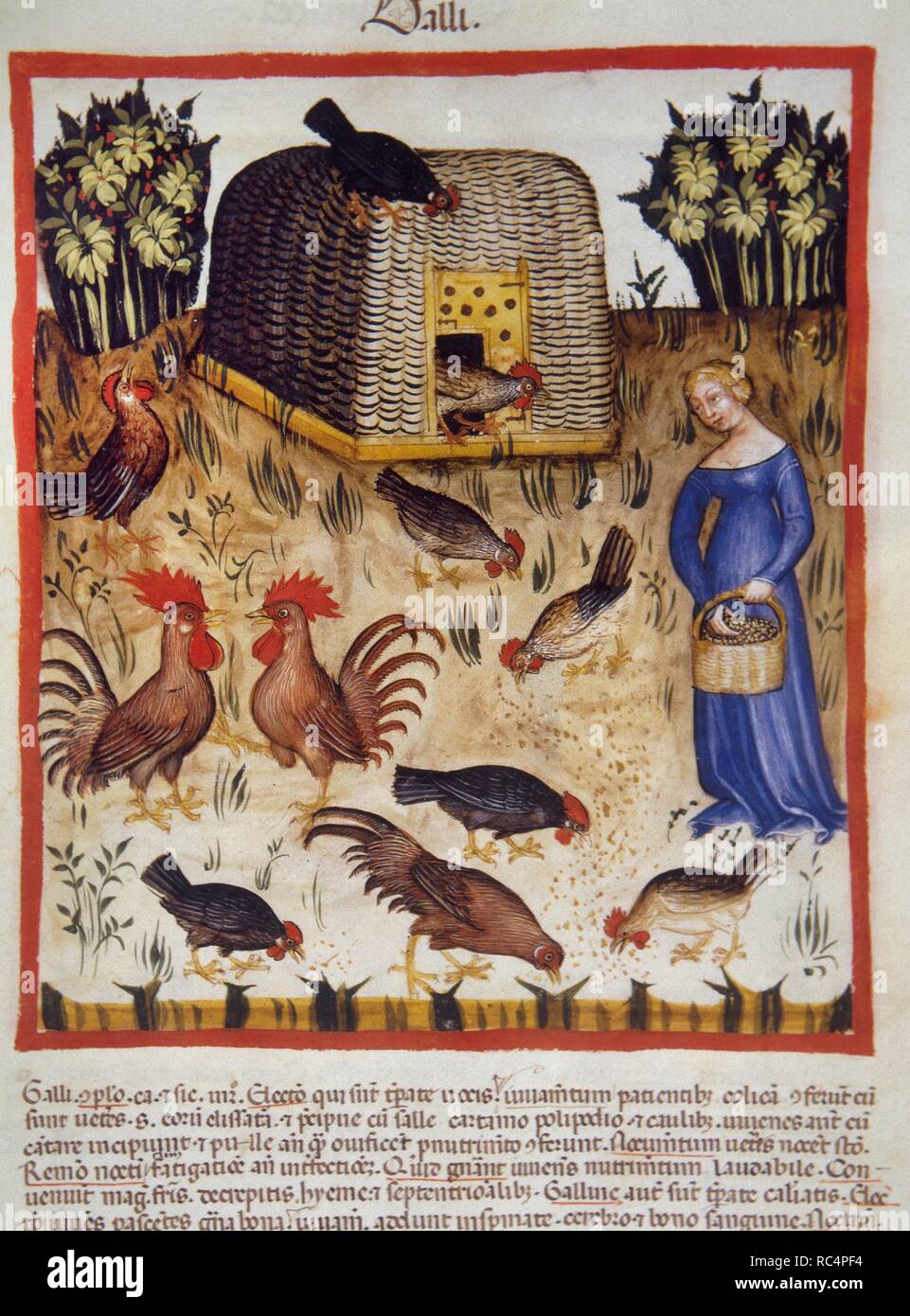 Tacuinum Sanitatis. Il XIV secolo. Manuale medievale di salute. Galli. Folio 65r. Foto Stock