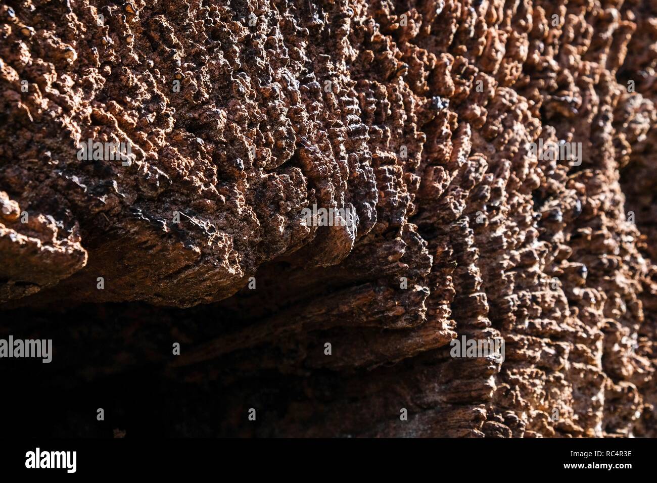 Macro di disgregato texture organica dell'estremità tagliata di un log vecchi a Blue Jay punto Parcheggio contea in Raleigh, North Carolina. Foto Stock