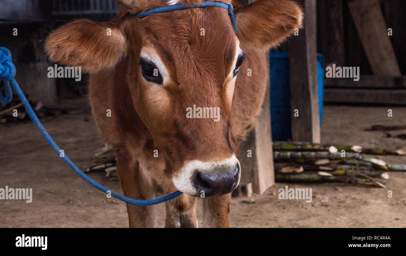 Un ritratto di una bella mucca in una fattoria in Costa Rica. Allevamento di Bestiame è la causa primaria della deforestazione in Sud America Foto Stock