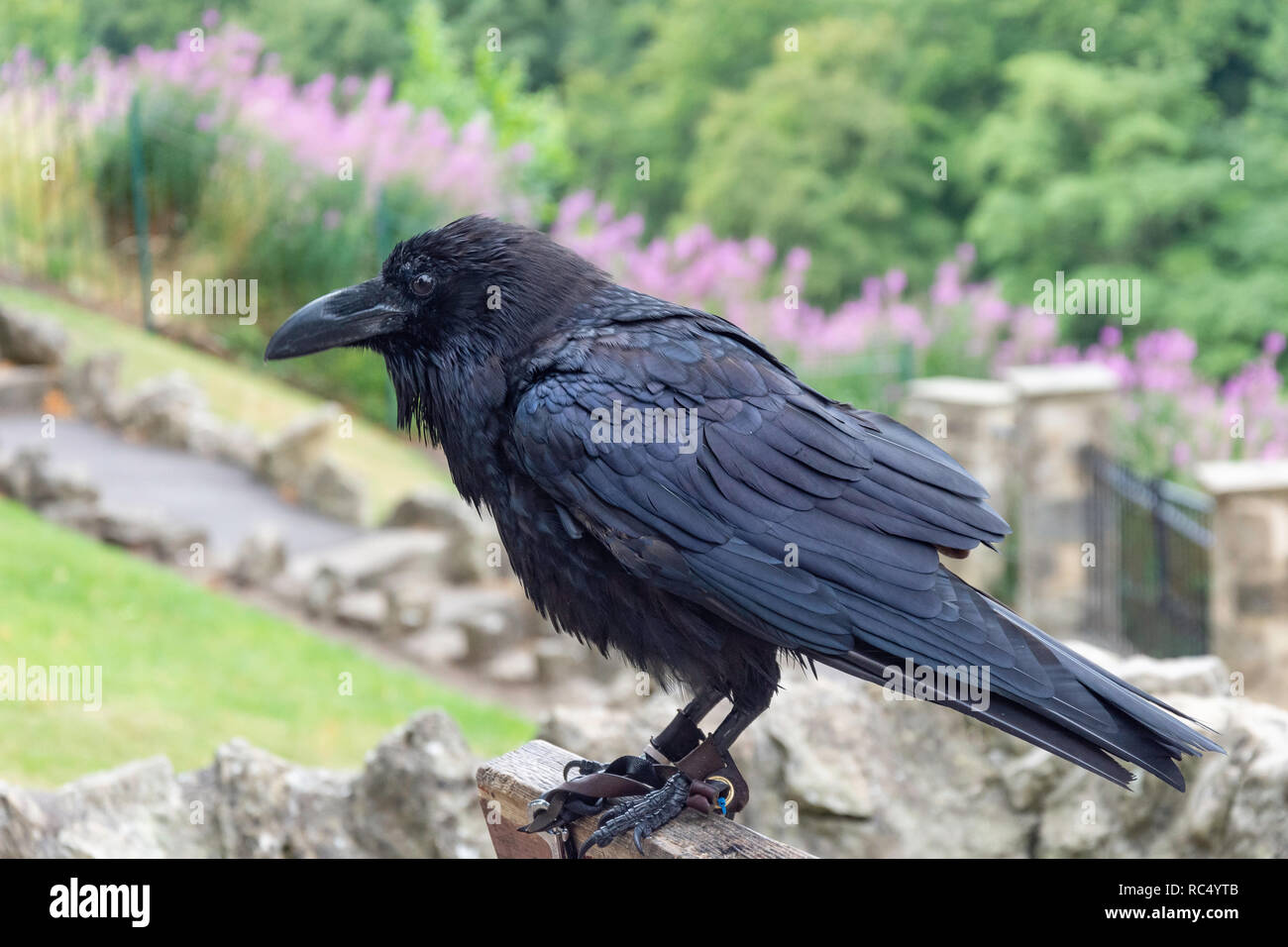 Carrion crow (Corvus corone) a Knaresborough Castle, Knaresborough, North Yorkshire, Inghilterra, Regno Unito Foto Stock