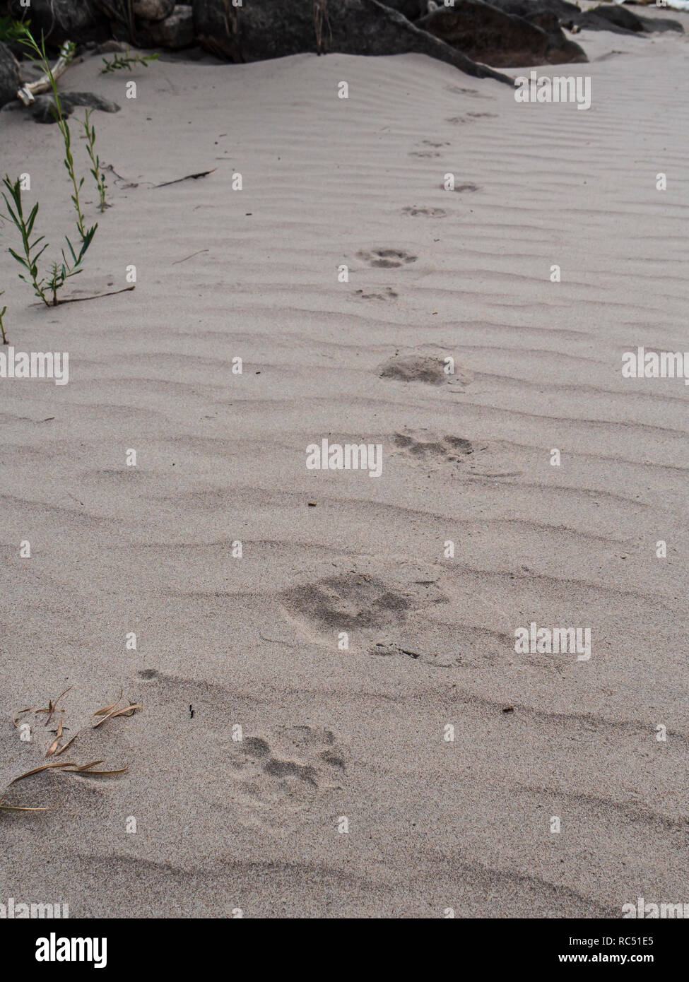 Tracce nella sabbia, Lion campeggio cava e la desolazione canyon a nord del fiume Verde, Utah. Foto Stock
