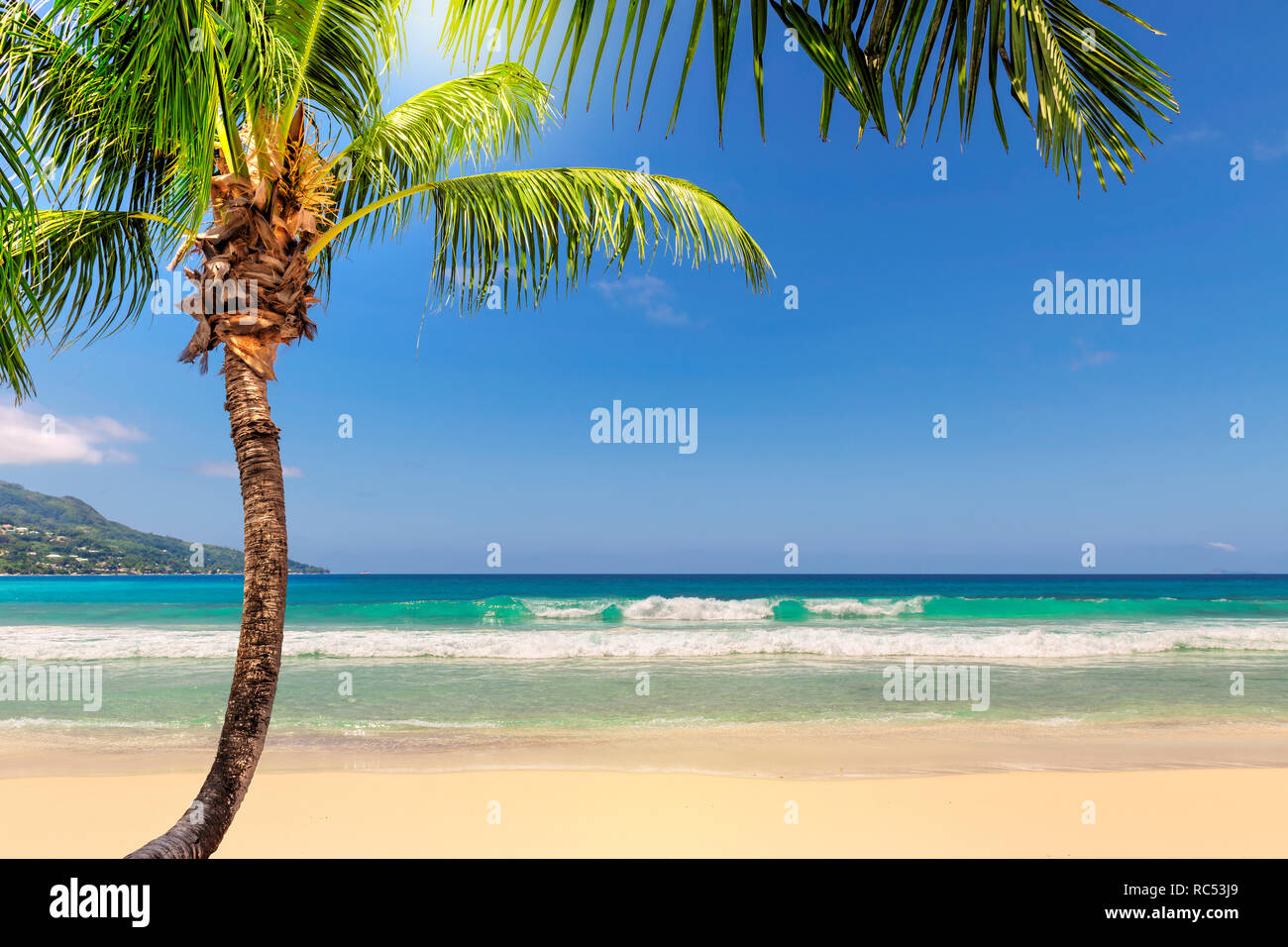Palm Tree sulla spiaggia di sabbia nel Mar dei Caraibi, isola di Giamaica Foto Stock