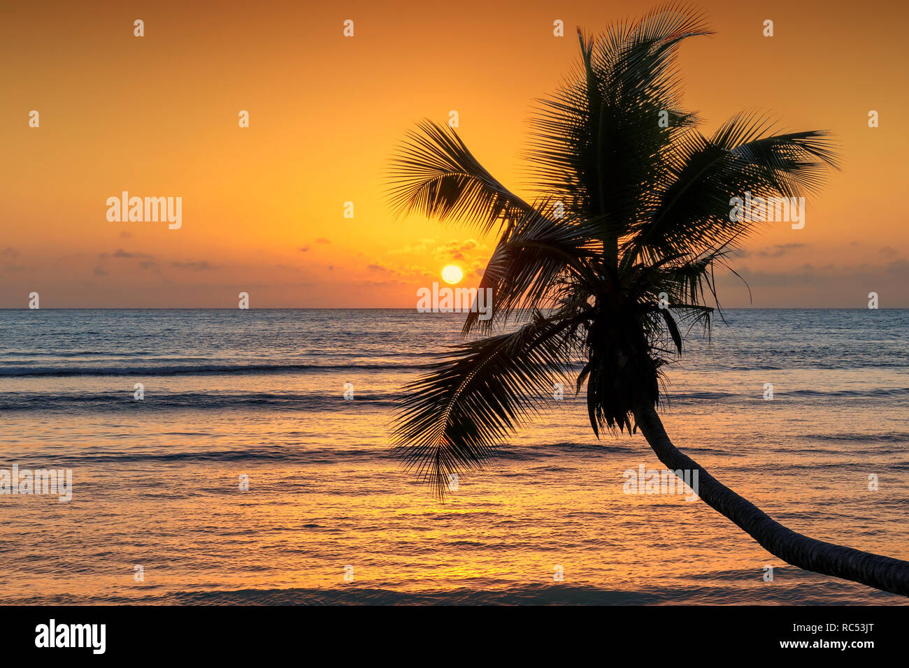Coco Palm al tramonto sulla spiaggia tropicale nel Mar dei Caraibi Foto Stock