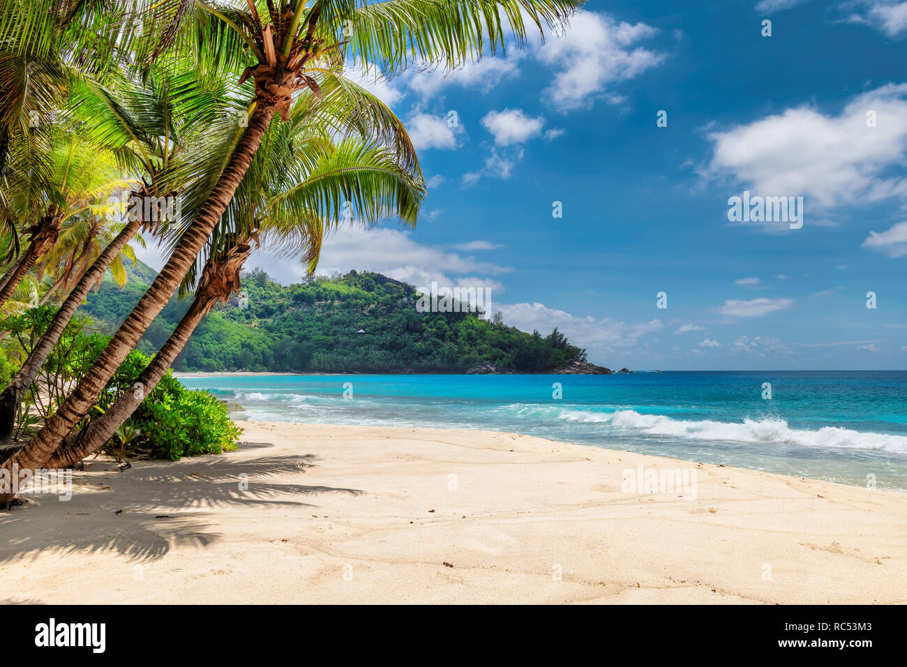 Spiaggia di sabbia con palme e mare turchese in isola dei Caraibi. Foto Stock