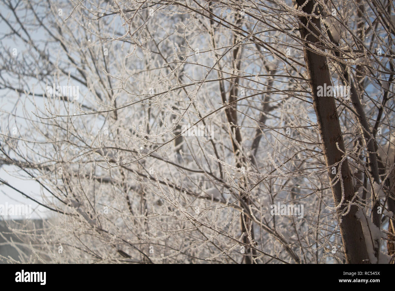 Sfondo ad albero. L'inverno. Elm Tree. Foto Stock