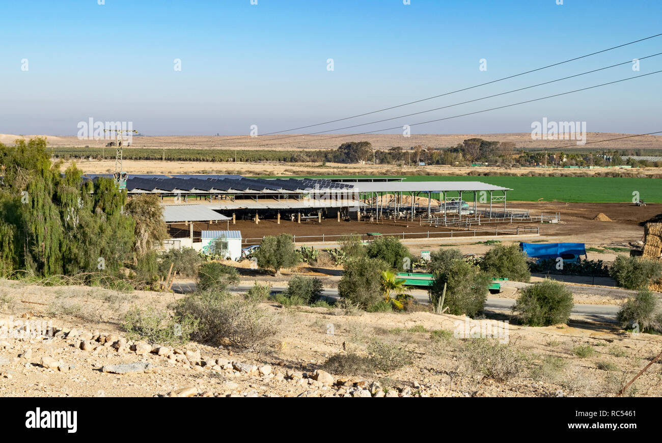 Un kibbuz fattoria nel deserto del Negev che mostra i campi di colture e una mucca fienile solare con i pannelli elettrici installati sul tetto Foto Stock