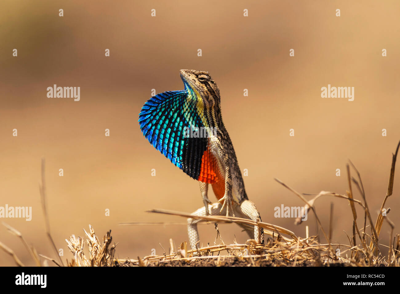 Fan-throated lizard, Sitana ponticeriana, Talegoan, Maharashtra, India Foto Stock